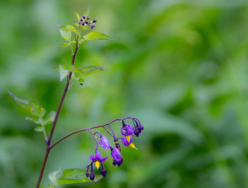 Bittersweet nightshade Toxic or nontoxic to dogs? DigiDogs