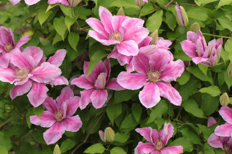 Clematis Toxic or nontoxic to dogs? DigiDogs