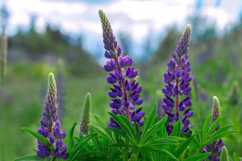 are lupines safe around dogs