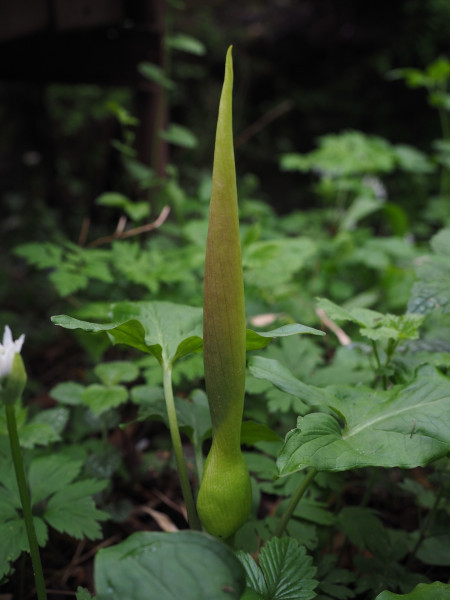 Is cuckoo pint sales poisonous to dogs