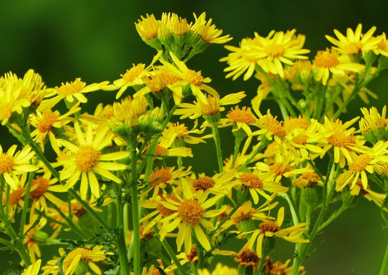 Is ragwort poisonous to clearance dogs