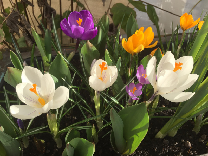 Spring crocus Toxic or nontoxic to dogs? DigiDogs